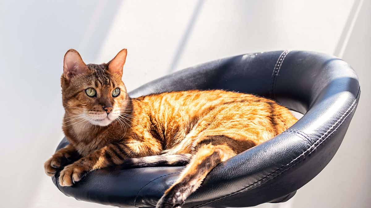 chats domestiques