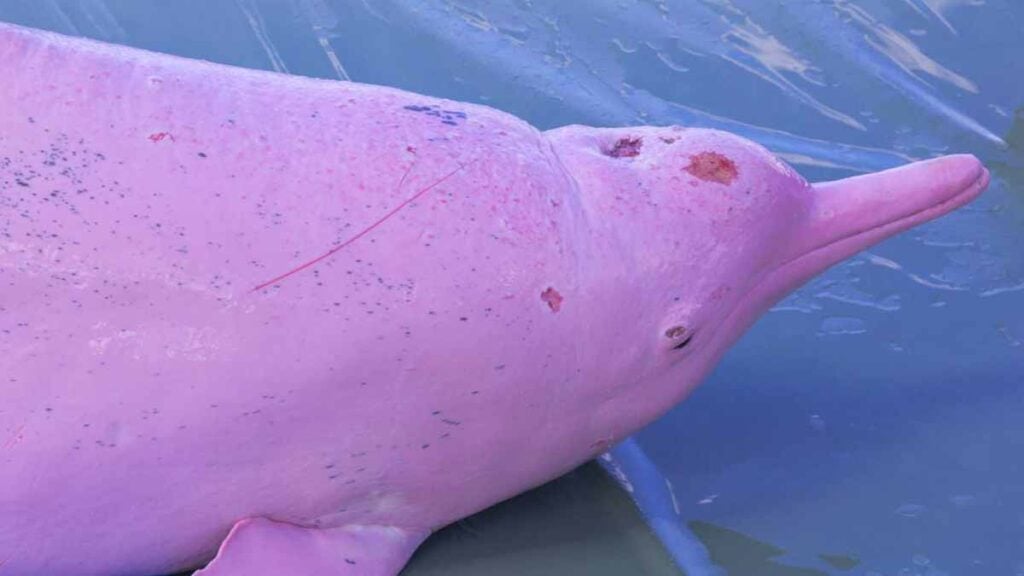 dauphin rose