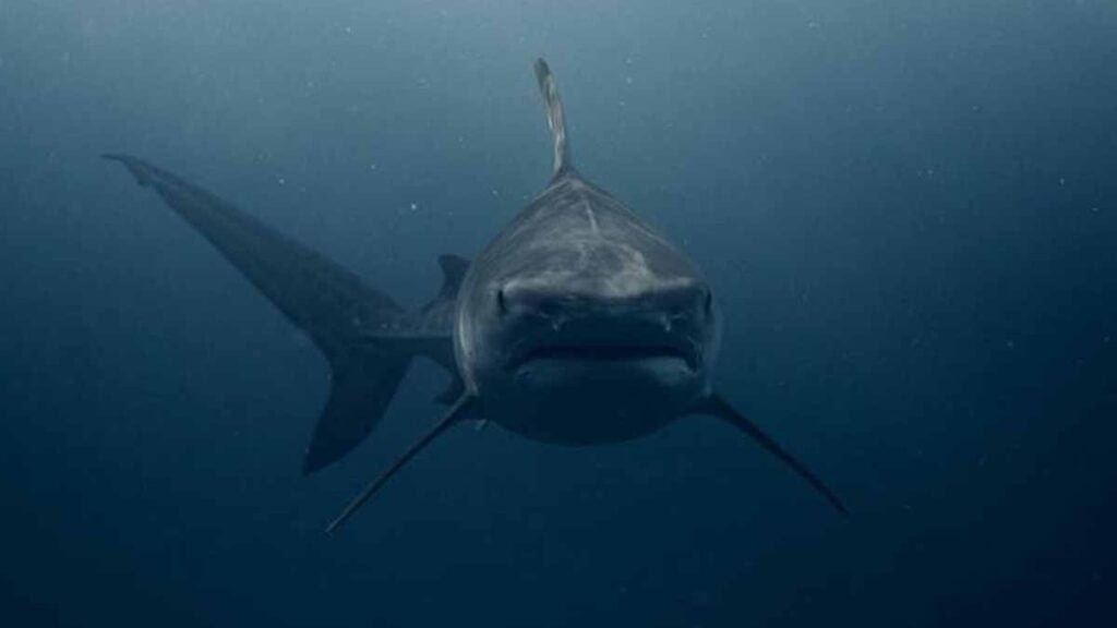 requin