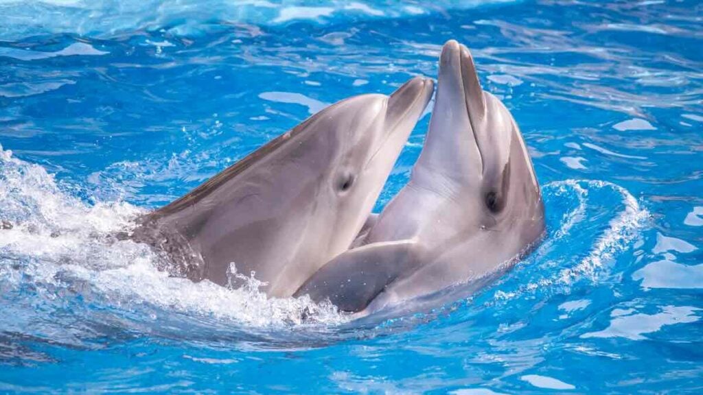les dauphins et les orques
