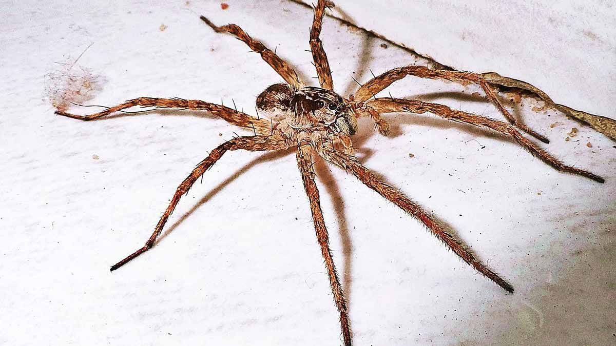 araignées