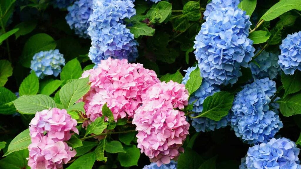 hortensias