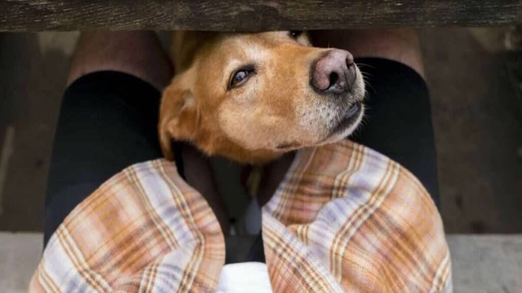 Chien qui renifle l’entrejambe : la vraie signification qui se cache derrière