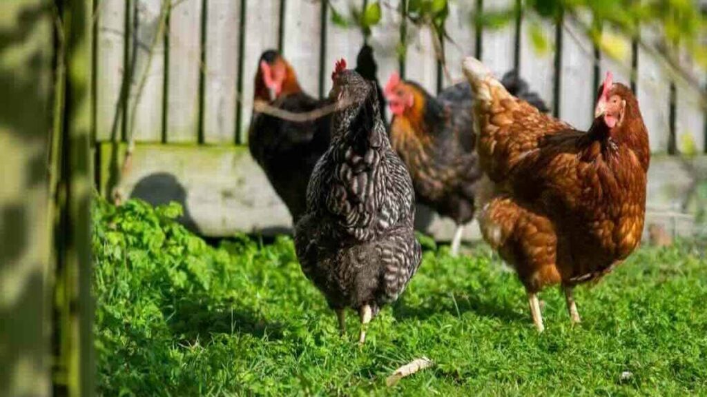 poules