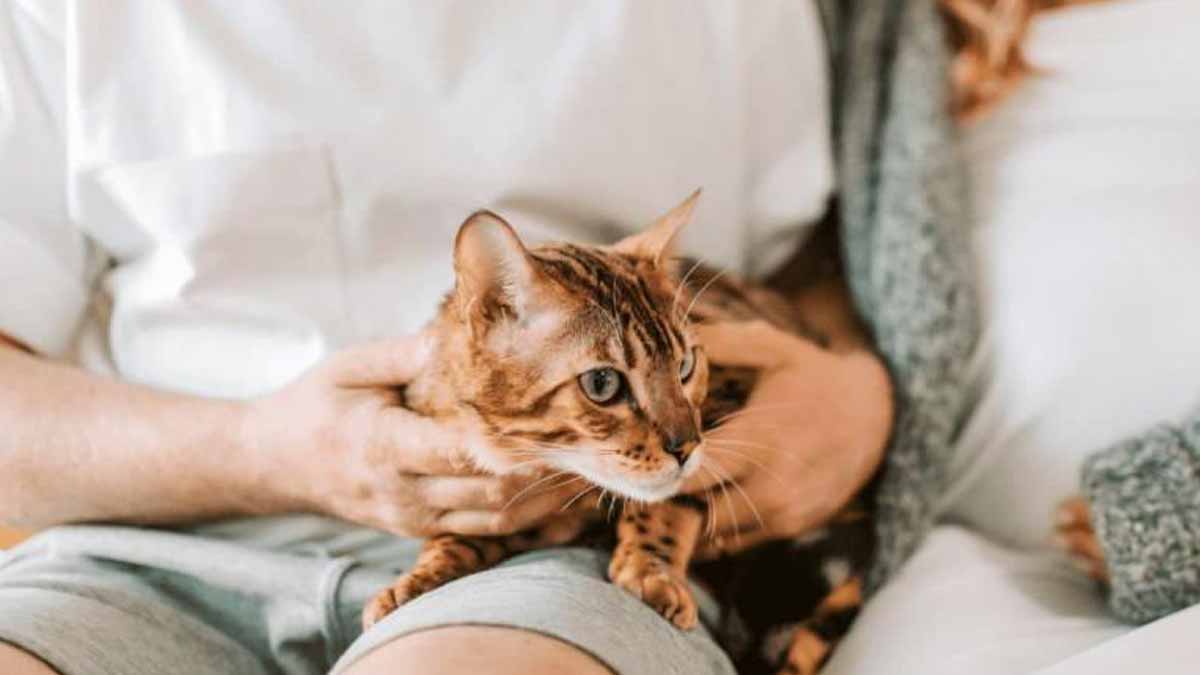 chats domestiques