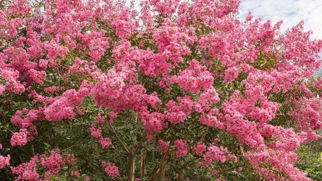 arbre
