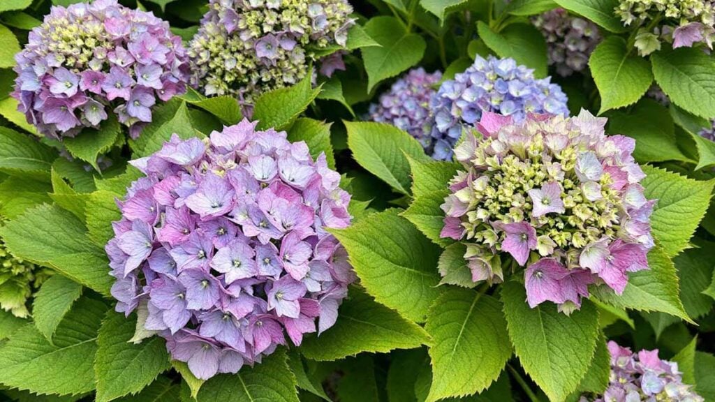 hortensias