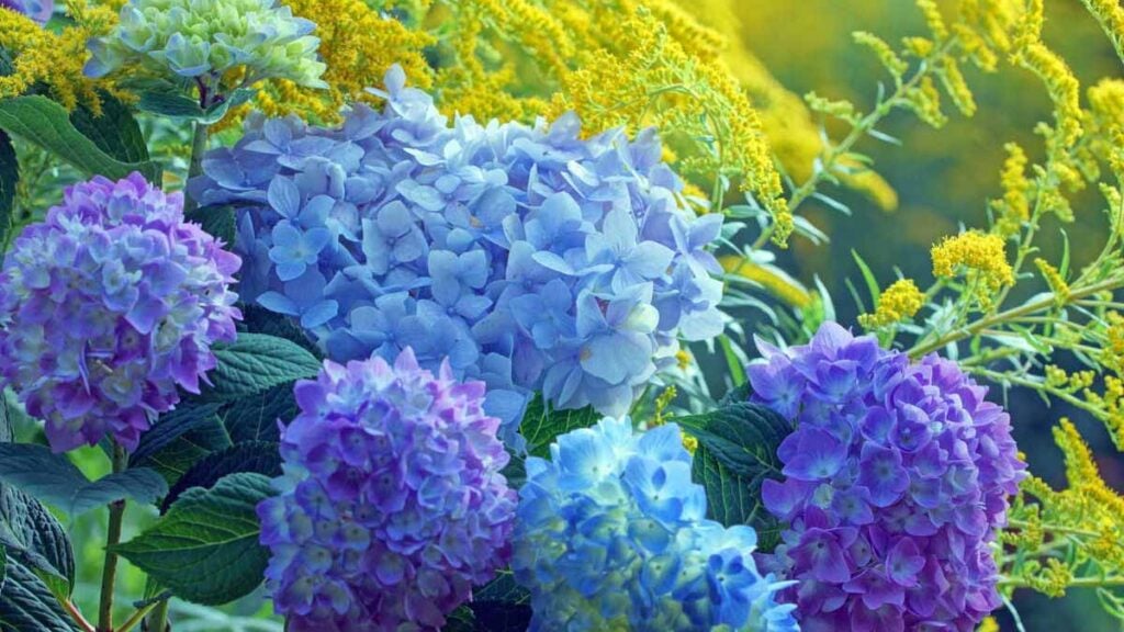 hortensias