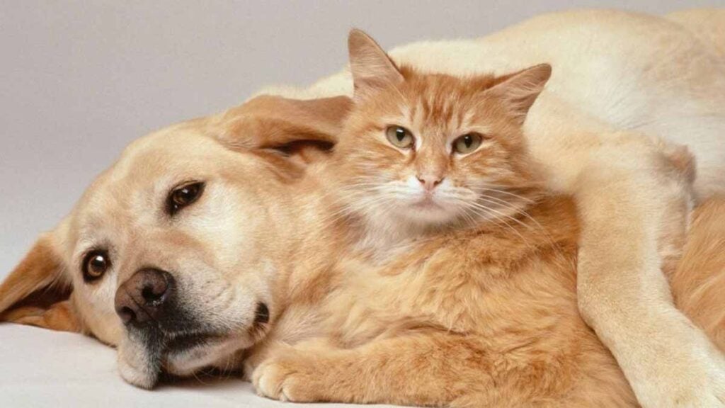 animaux de compagnie