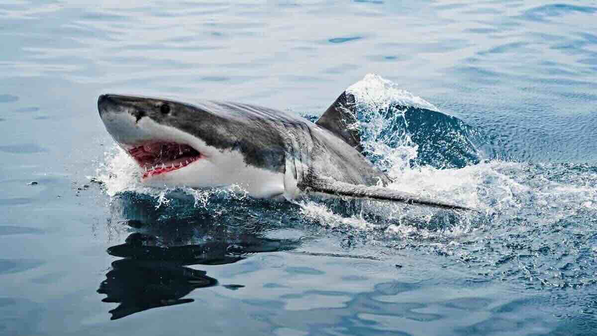 Un requin blanc